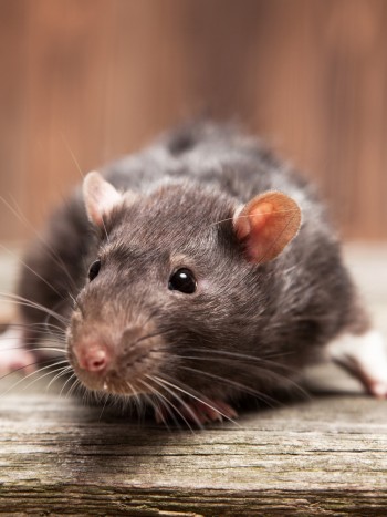 Qué significa soñar que matas a una rata: ¡lo estás consiguiendo!