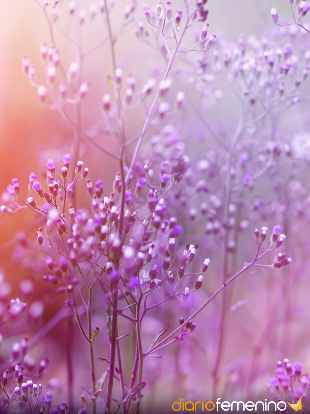 Soñar con el color violeta, morado o lila: ¡empodérate!