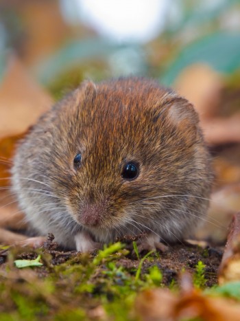 Soñar con ratas pequeñas: puedes acabar con ellas