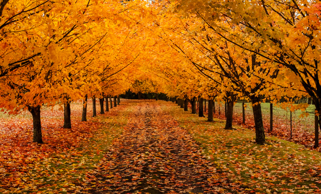 El significado de soñar con el otoño