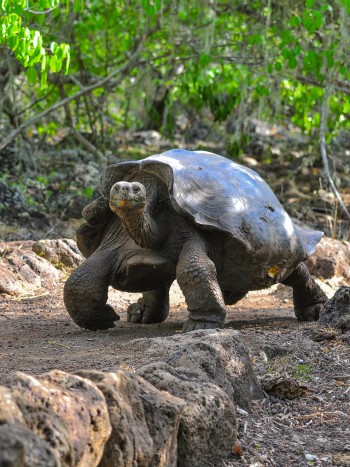 Soñar con tortugas gigantes: tómatelo con calma