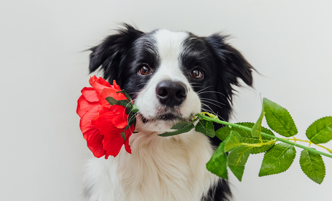 San Valentín: los mejores poemas en inglés