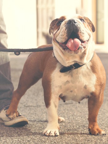 Significado de soñar con un bulldog: no te fíes de las apariencias