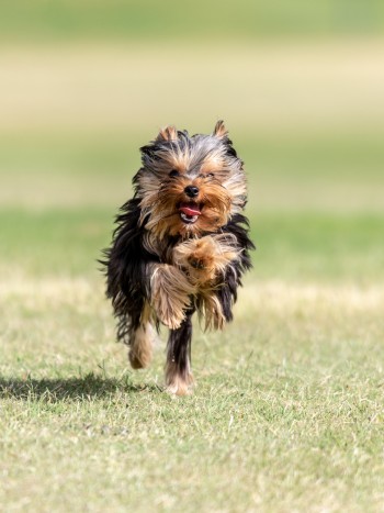 El entrañable significado de soñar con un Yorkshire