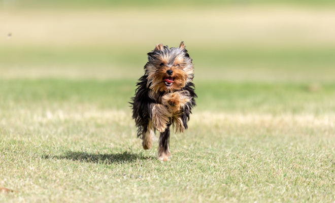 El significado de soñar con un yorkshire