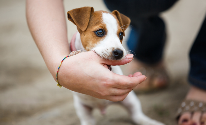 Los perros más bonitos se merecen estos nombres