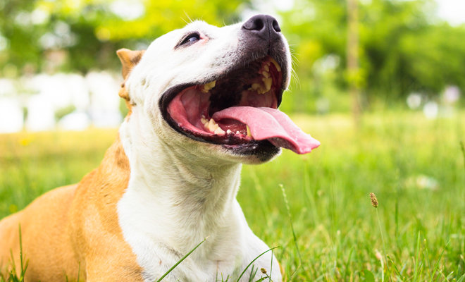 Ideas para ponerle a tu mascota