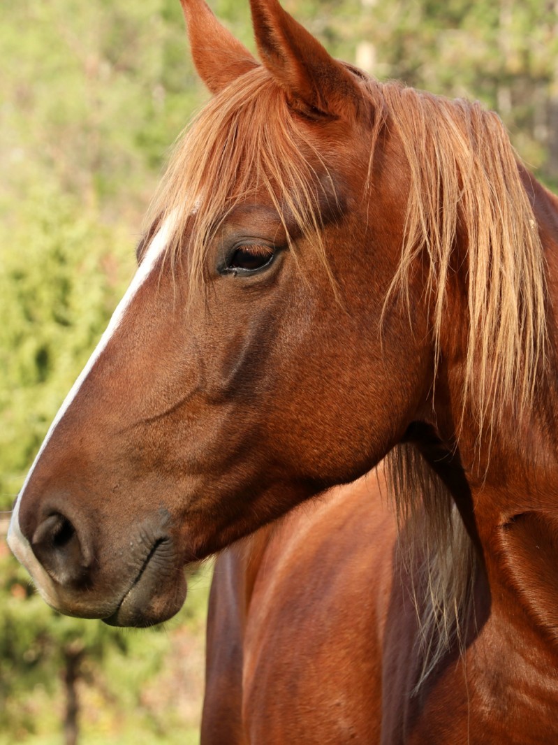 Soñar con un caballo marrón toma las riendas