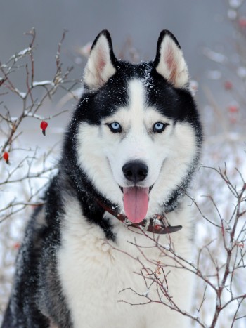 Significado de soñar con un husky siberiano: la fuerza que necesitas