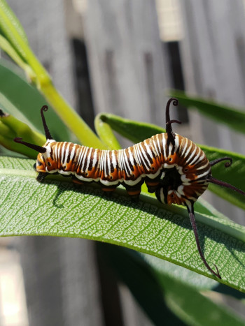 Escolequifobia: causas y tratamiento del miedo a los gusanos