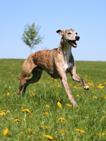 Significado de soñar con galgos: ¿tienes prisa?