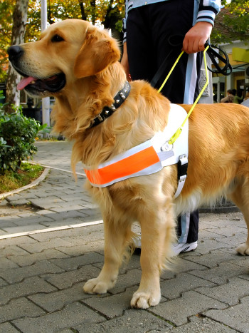 El significado de soñar con un perro guía: ¿necesitas ayuda?