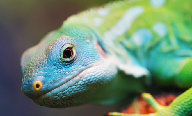 El significado de soñar que eres un lagarto