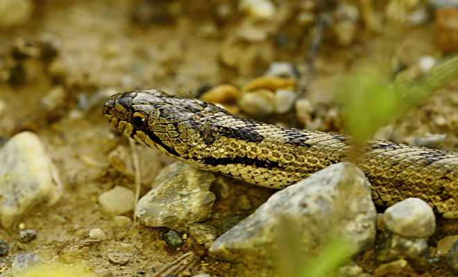 El significado de soñar con lagartos y serpientes