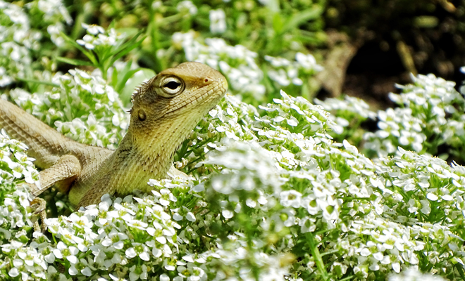 El significado de soñar con lagartos de colores