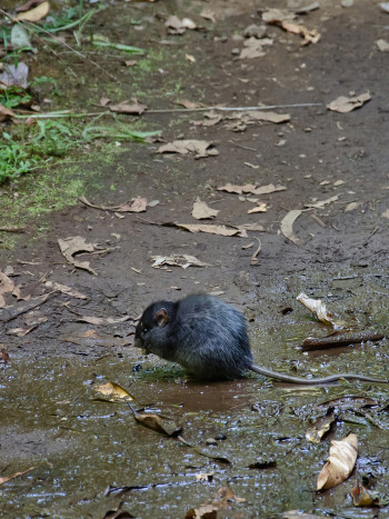 Soñar con ratas negras: atención al peligro