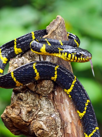 Relación entre soñar con serpientes y la infidelidad: ¿tiene algo que ver?