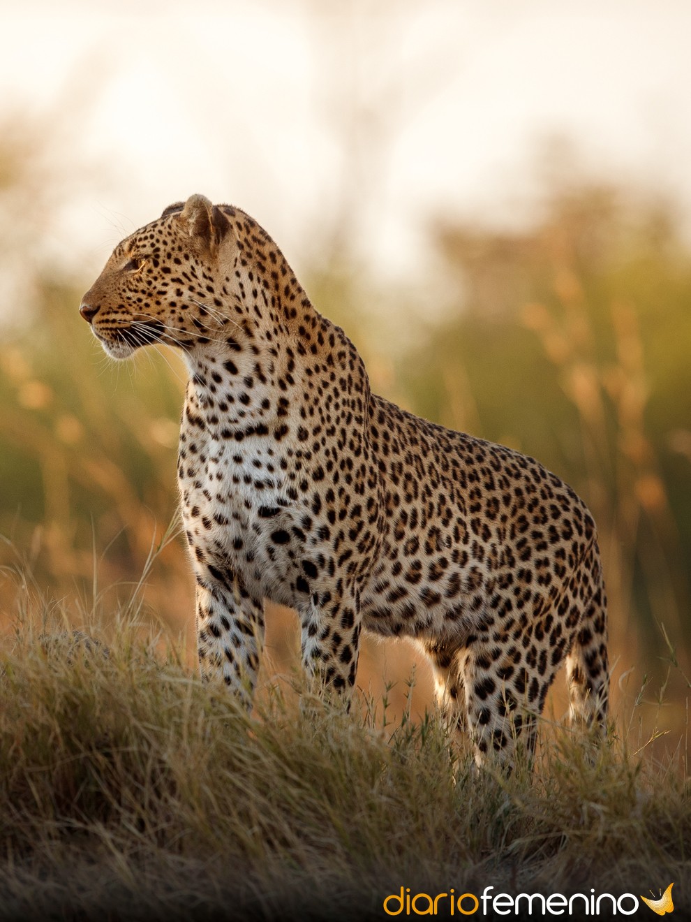 El feroz significado de soñar con leopardos que deberías conocer