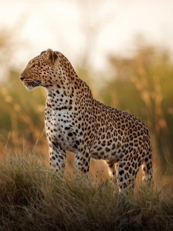 El feroz significado de soñar con leopardos que deberías conocer