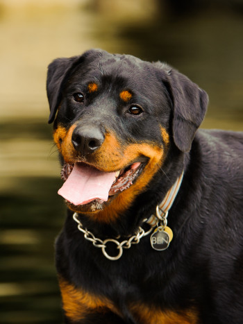 No temas al significado de soñar con un rottweiler