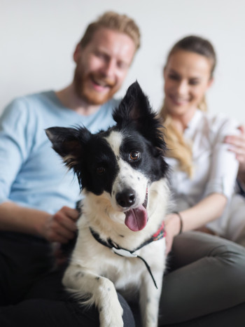 Nos vamos a divorciar, ¿quién tiene derecho a quedarse con la mascota?