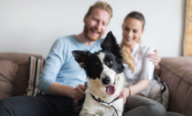 ¿Qué hacer con las mascotas en caso de divorcio? ¿Quién se la queda?