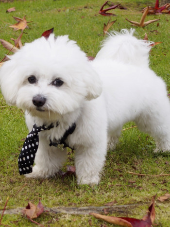 Significado de soñar con un bichón maltés: vuelve a la infancia