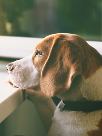 Qué es la ansiedad por separación en perros: tips para ayudar a tu mascota