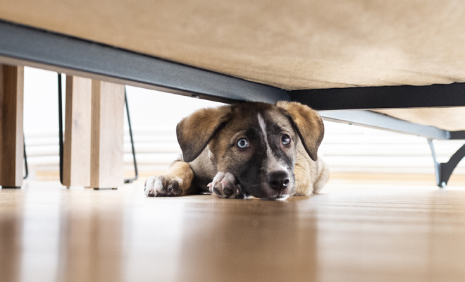 En qué consiste la ansiedad por separación en perros