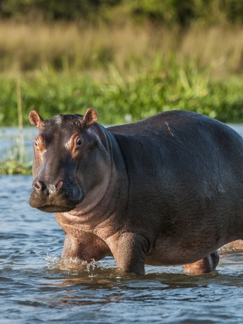 Todos los significados de soñar con hipopótamos: tu monstruo interno