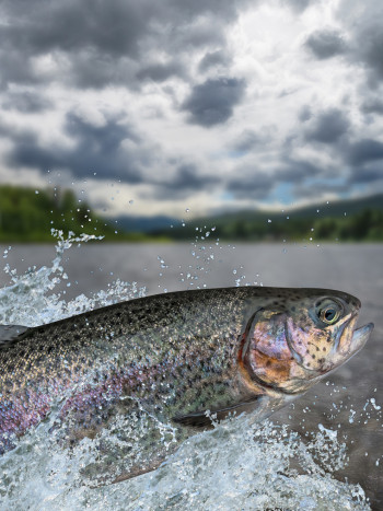 Soñar con truchas y su significado: ¿te atreves a ampliar horizontes?