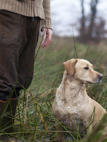Soñar con un perro de caza: ¿te sientes utilizada?
