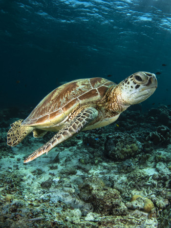 Soñar con tortugas marinas: los mejores augurios en tus sueños