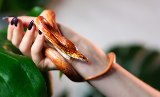 El significado positivo de soñar con muchas serpientes