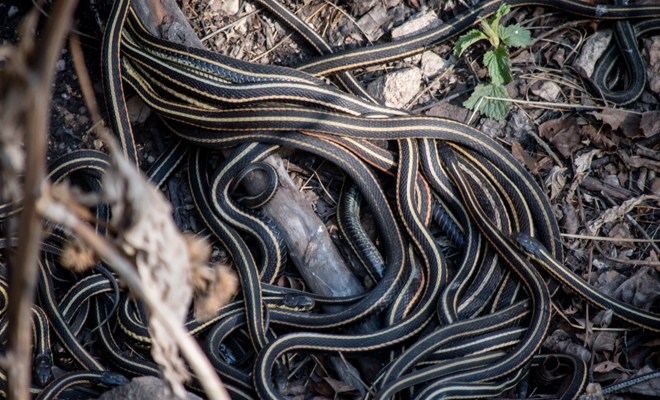 Significado negativo de soñar con muchas serpientes