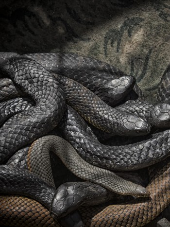 Soñar con muchas serpientes: interpretaciones positivas y negativas