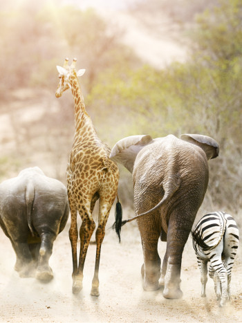 Agrizoofobia: qué es el miedo a los animales salvajes y cómo superarlo