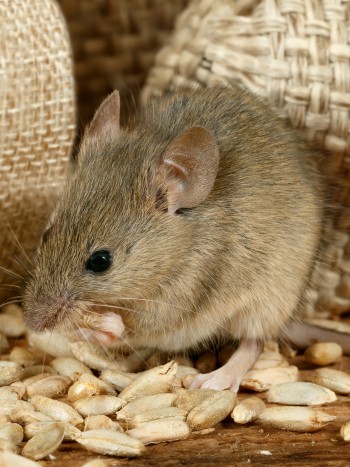 Soñar con ratones; descubre el significado de soñar con roedores