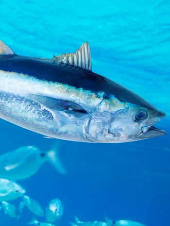 Soñar con peces grandes: tus recursos para afrontar la vida