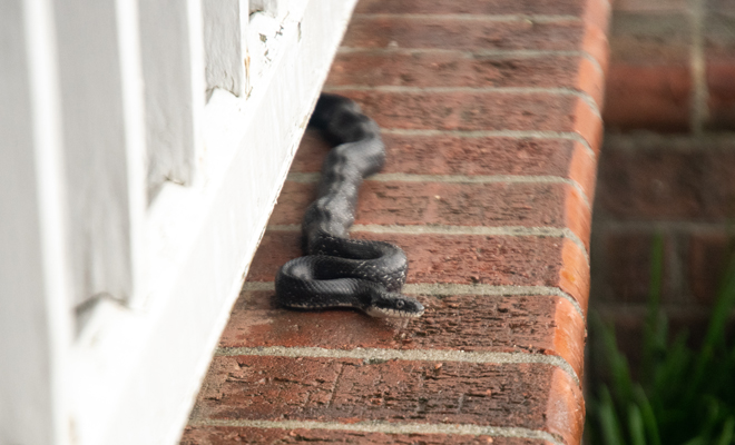 Significado de soñar con serpientes que no te hacen nada en la cama