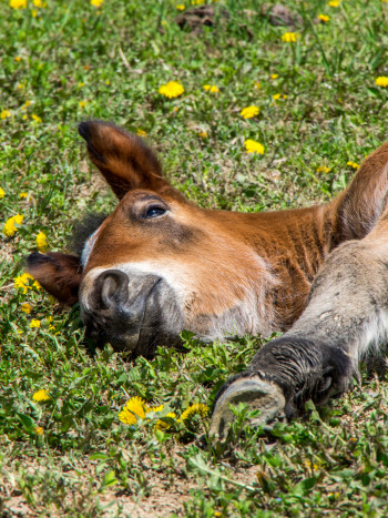 Soñar con caballos muertos: protege tu libertad