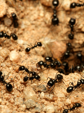 Soñar con un hormiguero: ¡por fin llega el éxito!