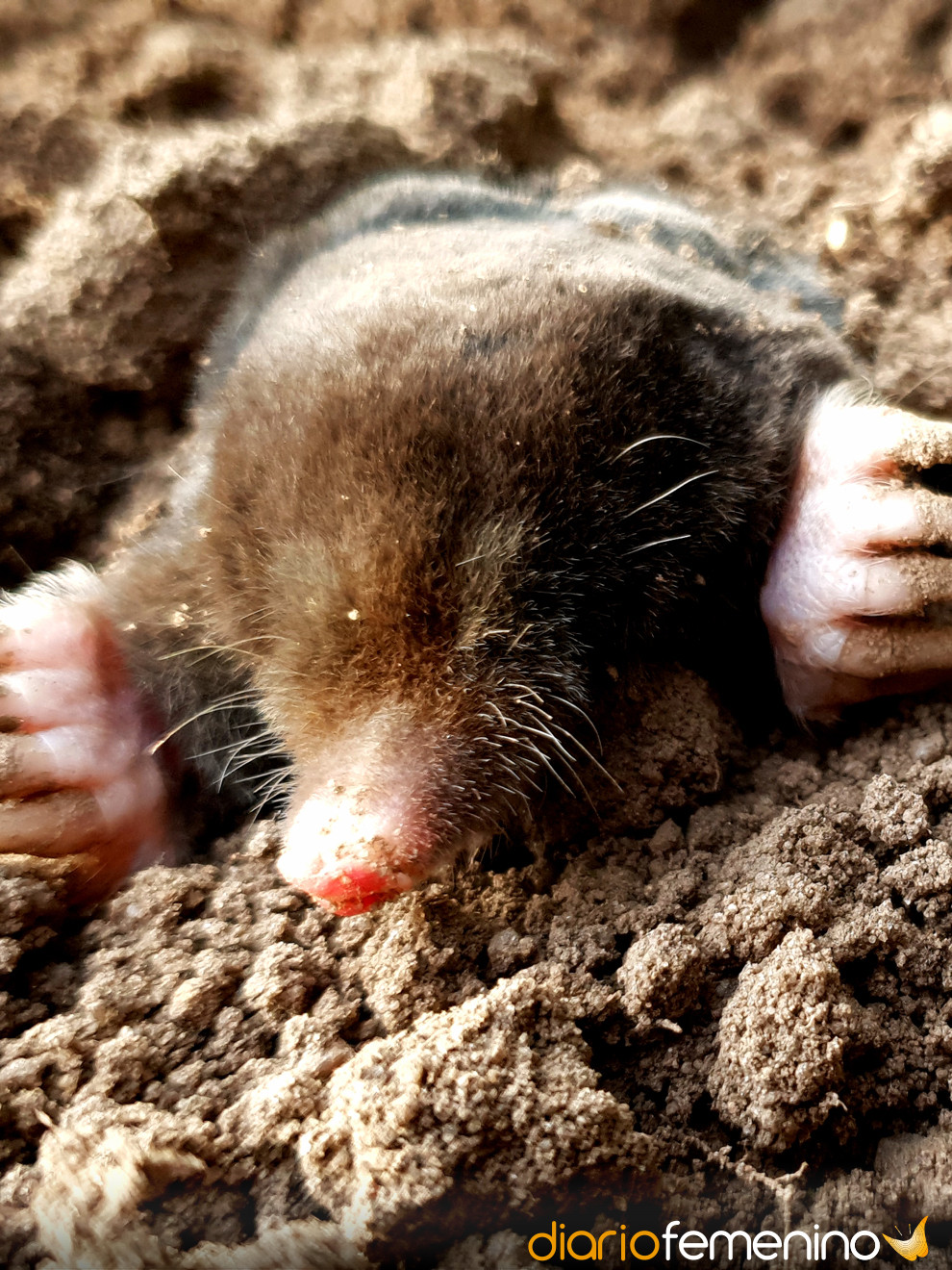 Sonar Con Topos Quieres Esconderte