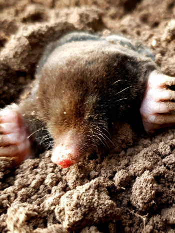 Soñar con topos: ¿quieres esconderte?