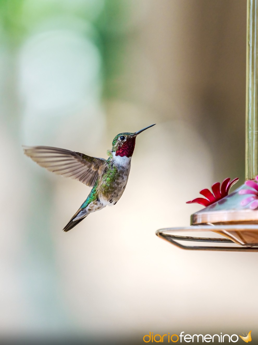 Soñar con un colibrí: descubre tu potencial