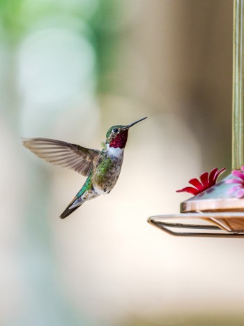Soñar con un colibrí: descubre tu potencial