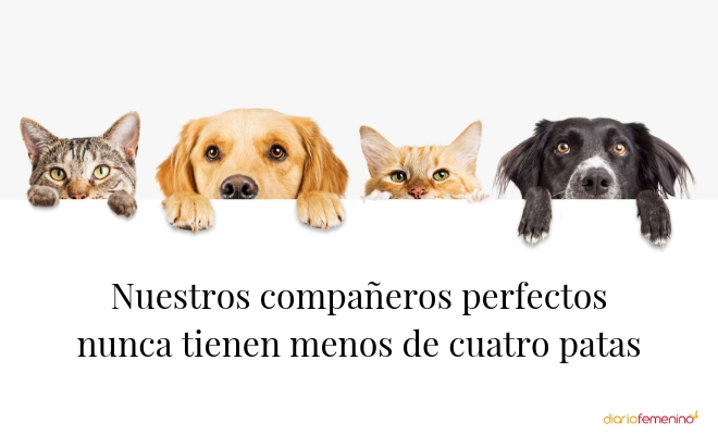Frase sobre el amor por los animales