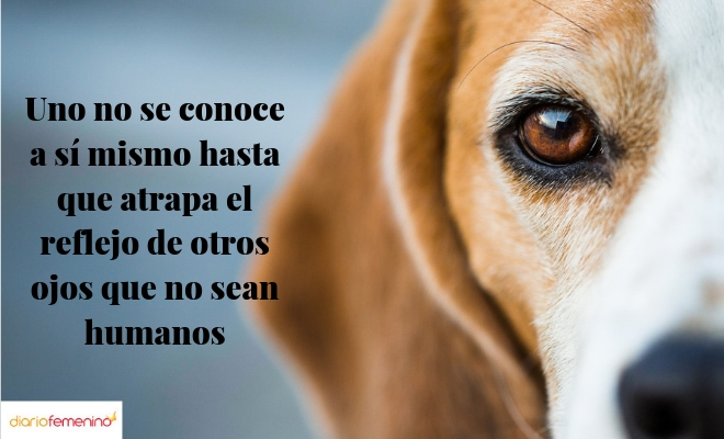 Frase sobre los ojos de los animales