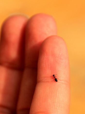 Significado de soñar que una hormiga te pica: es hora de trabajar