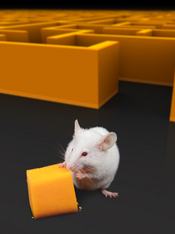 Soñar con matar un ratón: ¡problema solucionado!